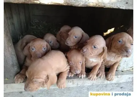 Mađarska vižla štenci - 2/8