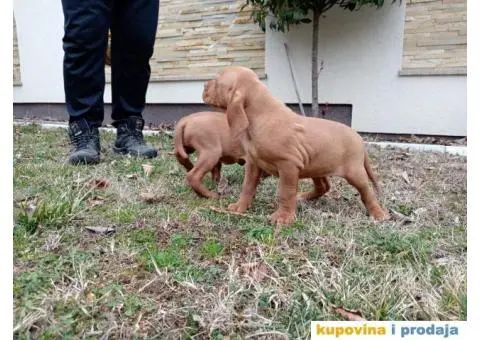 Mađarska vižla štenci - 3/8