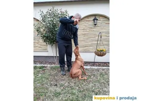 Mađarska vižla štenci - 5/8