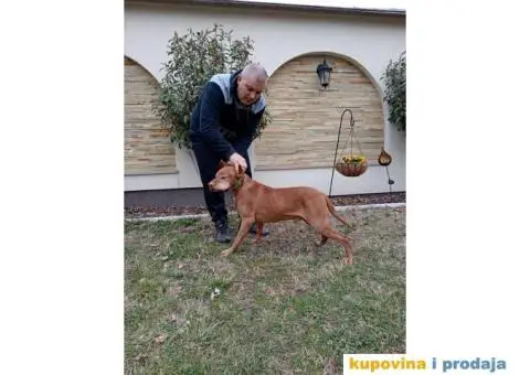 Mađarska vižla štenci - 6/8