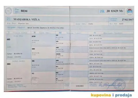 Mađarska vižla štenci - 7/8