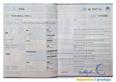 Mađarska vižla štenci - 8/8