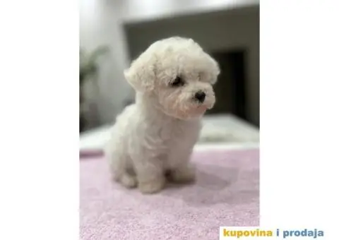 Kovrdžavi bišon štenci - 1/15