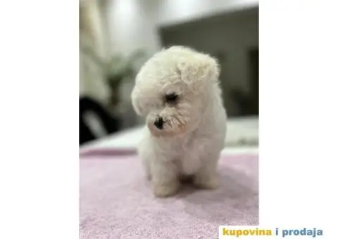 Kovrdžavi bišon štenci - 2/15