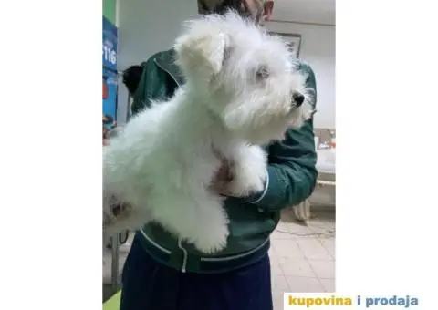 Kovrdžavi bišon štenci - 3/15