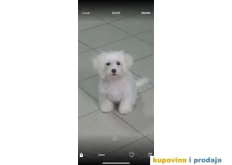 Kovrdžavi bišon štenci - 4/15