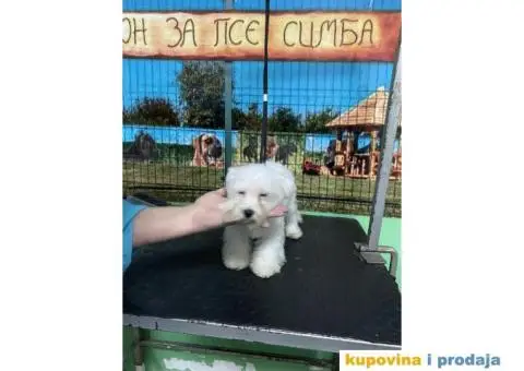 Kovrdžavi bišon štenci - 5/15