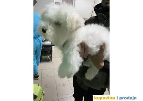 Kovrdžavi bišon štenci - 6/15