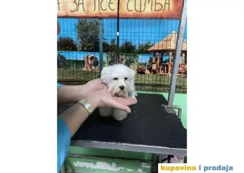 Kovrdžavi bišon štenci - 7/15