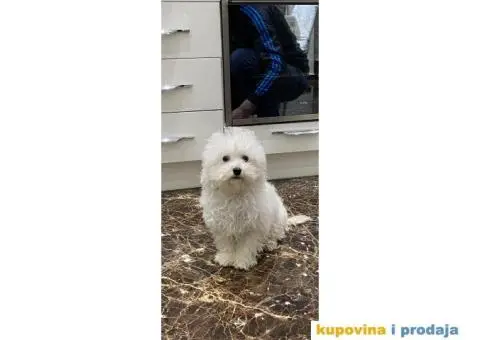 Kovrdžavi bišon štenci - 8/15