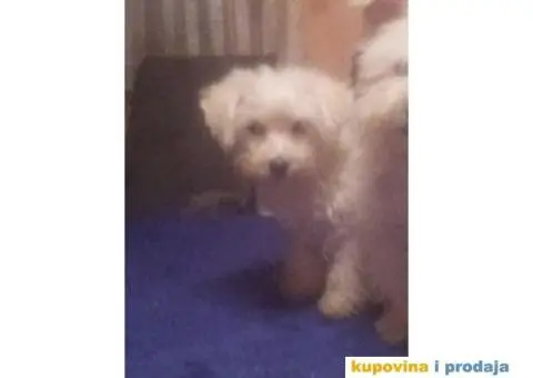 Kovrdžavi bišon štenci - 9/15