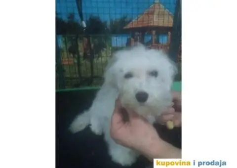 Kovrdžavi bišon štenci - 10/15