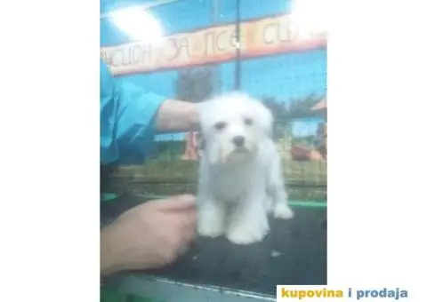 Kovrdžavi bišon štenci - 11/15
