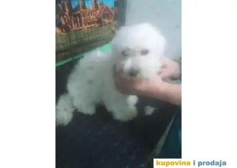 Kovrdžavi bišon štenci - 12/15