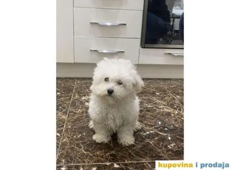 Kovrdžavi bišon štenci - 13/15
