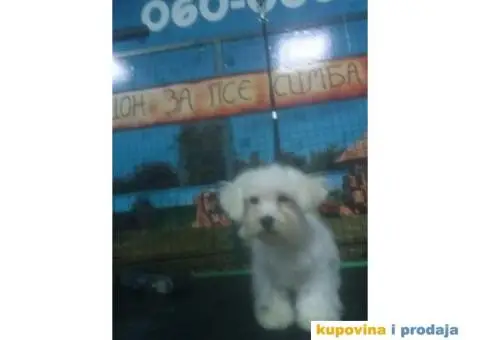 Kovrdžavi bišon štenci - 14/15