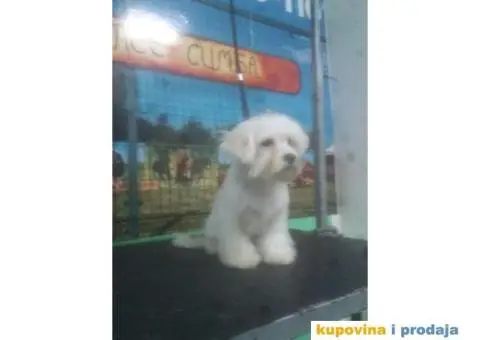 Kovrdžavi bišon štenci - 15/15