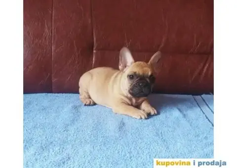 Francuski Buldog - 5/7