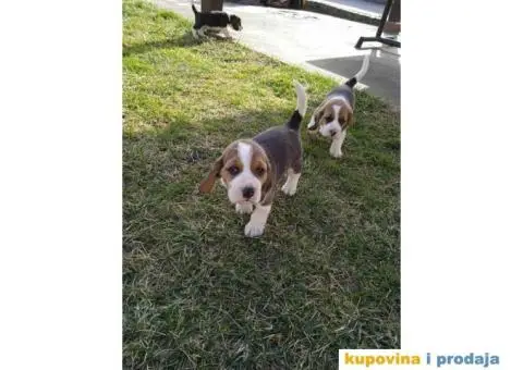 Bigl štenci - 10/10