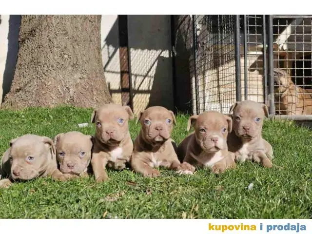 American bully exotic stenci  viber +381(0)637363312 Brankica, 22300 Stara Pazova / Srbija - 1