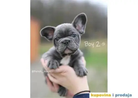 Plavi francuski buldozi - 1/4