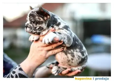 Plavi francuski buldozi - 4/4