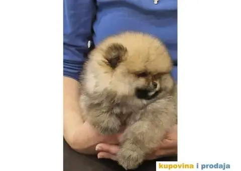 Pomeranac BOO medvedići, Pomeranski Špic štenci - 1/6