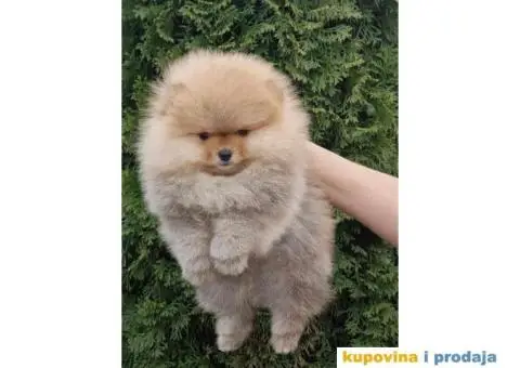 Pomeranac BOO medvedići, Pomeranski Špic štenci - 2/6