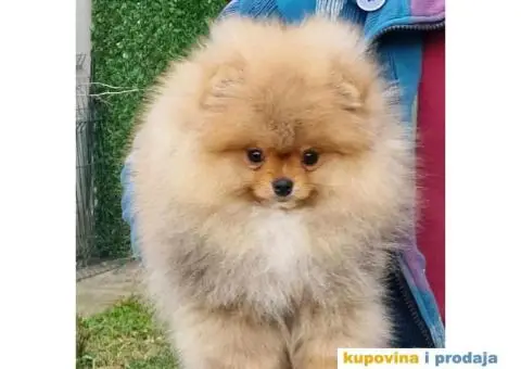 Pomeranac BOO medvedići, Pomeranski Špic štenci - 3/6