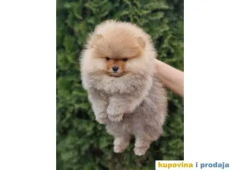 Pomeranac BOO medvedići, Pomeranski Špic štenci - 4/6