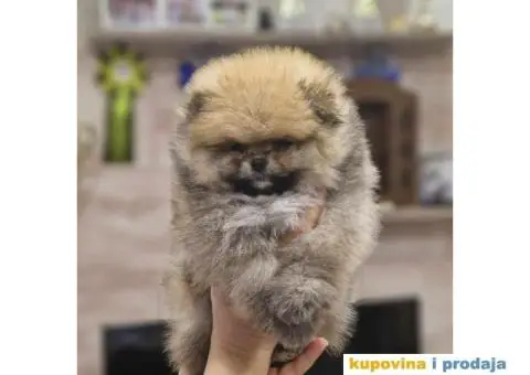 Pomeranac BOO medvedići, Pomeranski Špic štenci - 5/6