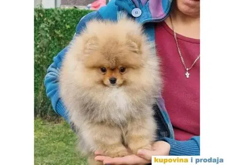 Pomeranac BOO medvedići, Pomeranski Špic štenci - 6/6