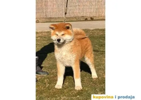 Japanska Akita štenci - 1/5