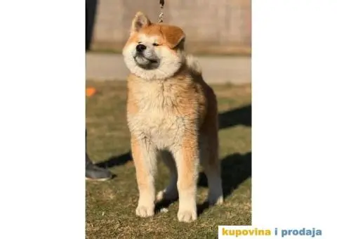 Japanska Akita štenci - 2/5
