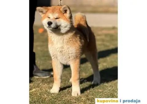 Japanska Akita štenci - 3/5