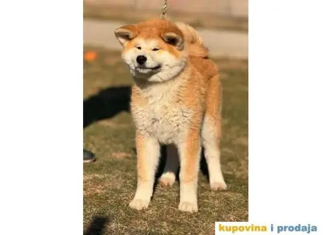 Japanska Akita štenci - 4/5