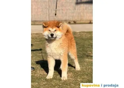 Japanska Akita štenci - 5/5