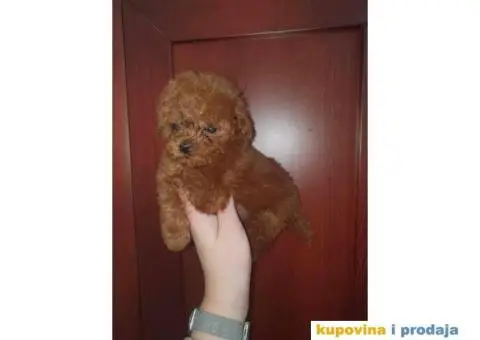 Prodajem prelepe stence TOY PUDLE u crvenoj boji - 1/4