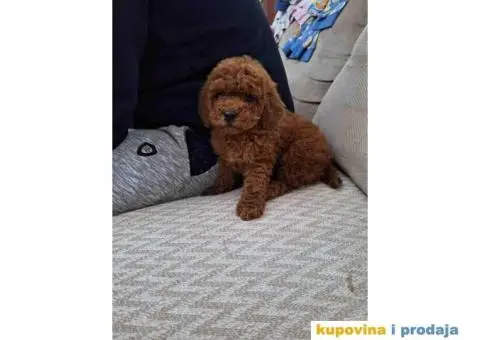 Prodajem prelepe stence TOY PUDLE u crvenoj boji - 2/4