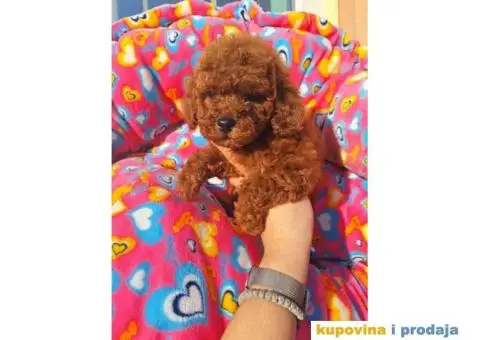 Prodajem prelepe stence TOY PUDLE u crvenoj boji - 3/4