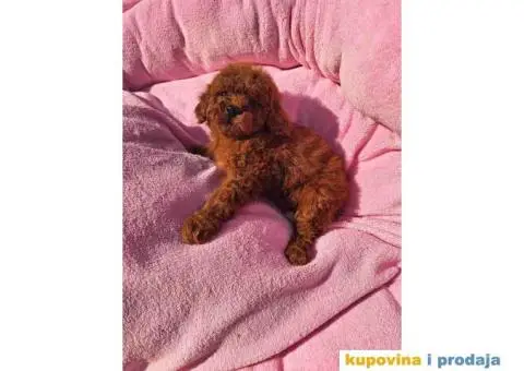 Prodajem prelepe stence TOY PUDLE u crvenoj boji - 4/4