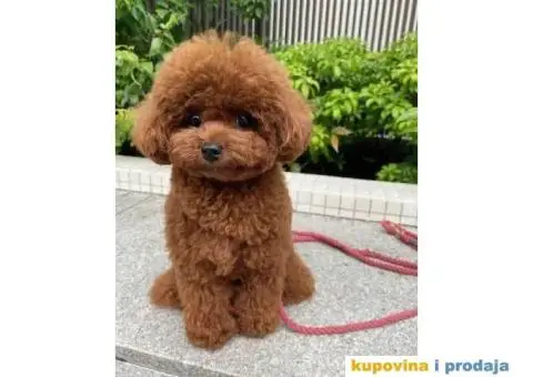 Toy Patuljasta Pudla - 1/11