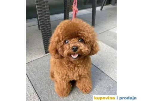 Toy Patuljasta Pudla - 2/11