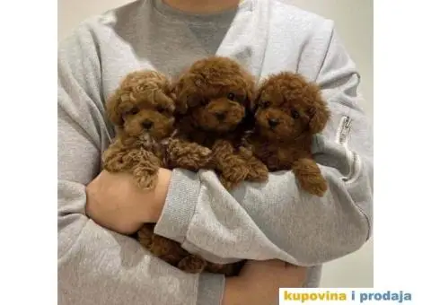 Toy Patuljasta Pudla - 3/11