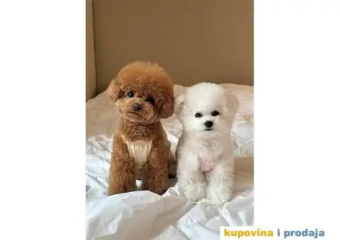 Toy Patuljasta Pudla - 4/11