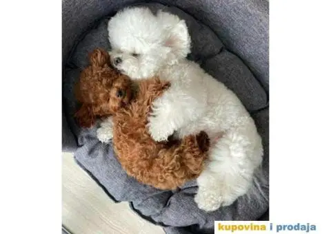 Toy Patuljasta Pudla - 5/11