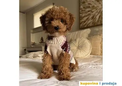 Toy Patuljasta Pudla - 6/11