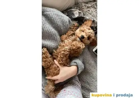 Toy Patuljasta Pudla - 7/11