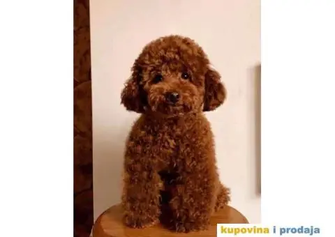 Toy Patuljasta Pudla - 8/11