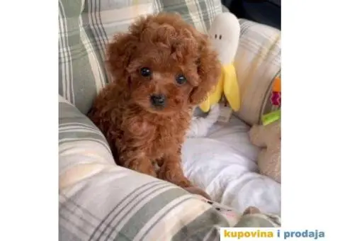 Toy Patuljasta Pudla - 9/11